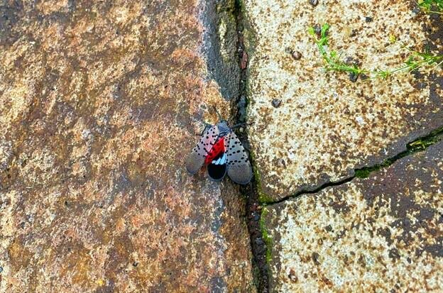 A lanternfly resting on the ground, in Jack Frost, Pa. Adult spotted lanternflies are about an inch long, with gray coloring, black-spotted wings, and red, white and black stripes.